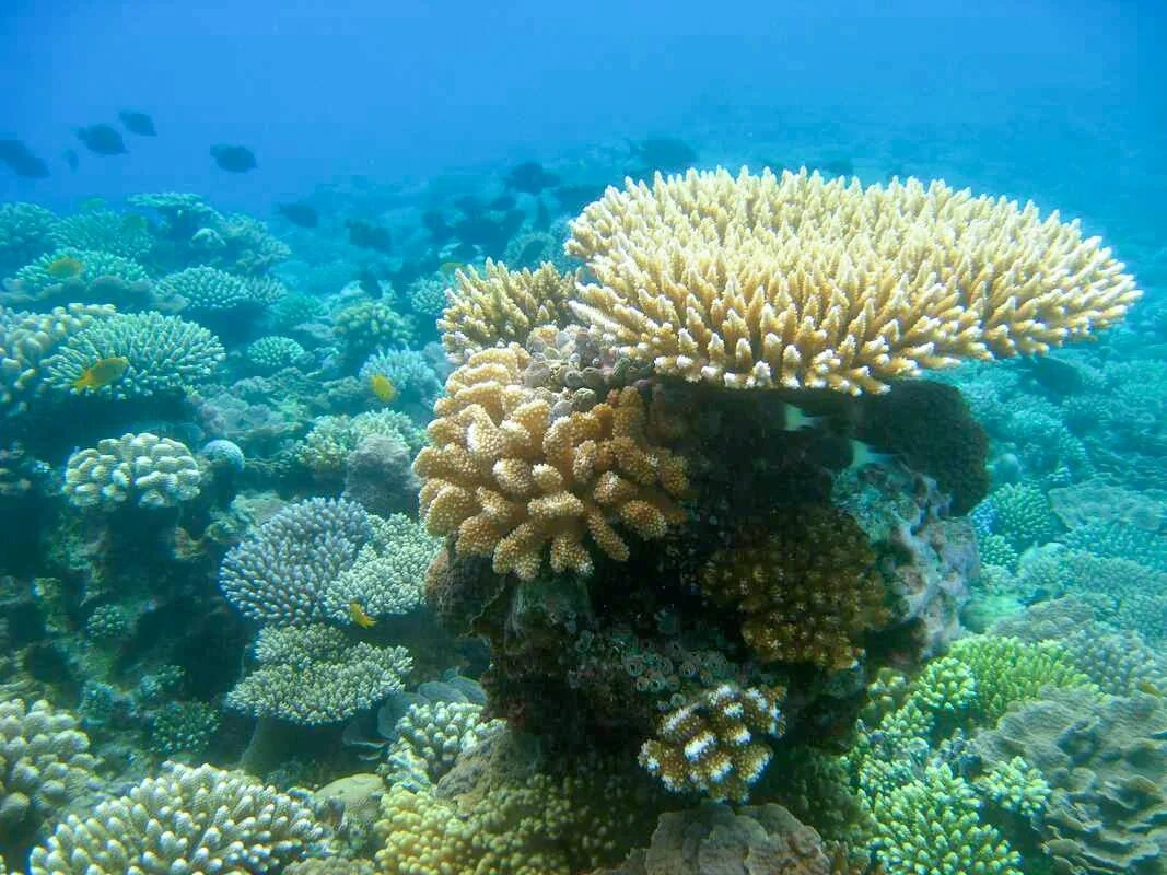 Récif corallien coloré dans les eaux turquoise du lagon de l’île Maurice, abritant une grande diversité de poissons tropicaux et de coraux de l’océan Indien.