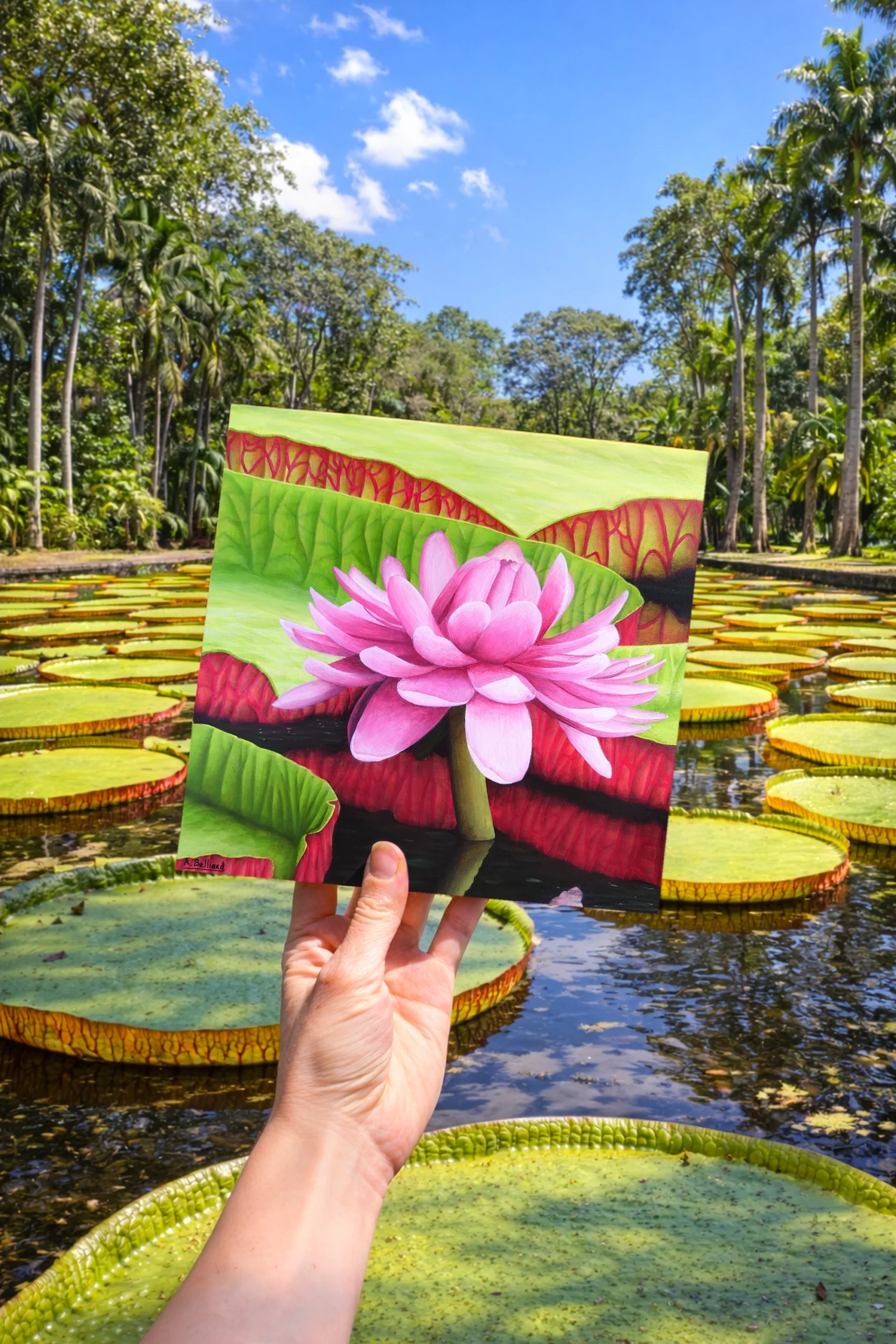 Peinture d’un nénuphar rose tenue à la main devant le bassin de nénuphars géants du Jardin de Pamplemousses à l’île Maurice.