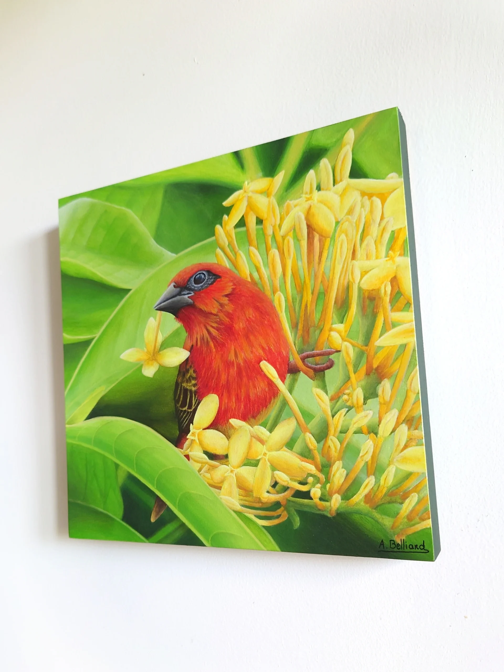 Peinture acrylique d'un oiseau exotique, cardinal foudi rouge, sur une branche au feuillage vert et des fleurs jaunes de taille 20x20 cm accroché sur un mur.