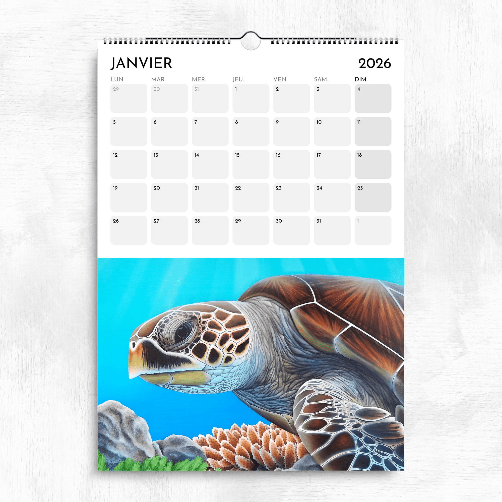 Calendrier océan tropical 2026 - Tortue de mer dans les récifs